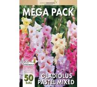 GreenBrokers Mega Pack - Gladiolus Pastel Colours Mixed