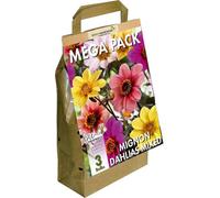 GreenBrokers Mega Pack Mignon Dahlias - 3 Mixed Summer Flowering Bulbs, Bee & Butterfly Friendly, Eco Packaging, Premium Holland Quality