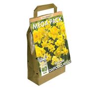 GreenBrokers Narcissus Daffodil Bulbs Big Buy Value Pack, 40 Bulbs, Bee Friendly, Easy Planting, Perfect Spring Flowers, Eco-Friendly Packaging