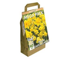 GreenBrokers Narcissus Daffodil Bulbs Big Buy Value Pack, 40 Bulbs, Bee Friendly, Easy Planting, Perfect Spring Flowers, Eco-Friendly Packaging