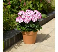 GreenBrokers Pink & White Geranium Terracotta Patio Planter 50Cm/20In