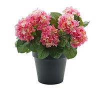 GreenBrokers Premium Quality Artificial Pink Hydrangea Flower Bush in Black Pot (50cm) with Nine Flower Clusters for Home or Outdoor Living
