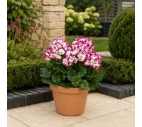 GreenBrokers Purple & White Geranium Terracotta Patio Planter 50Cm/20In