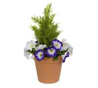 GreenBrokers Purple & White Petunia Terracotta Patio Planter 60Cm/24In