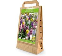 GreenBrokers Ratatouille Pastel Tones 24 Spring Flower Bulbs Bee Friendly Premium Dutch Bulbs With Eco Friendly Packaging