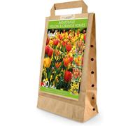 GreenBrokers Ratatouille Yellow And Orange Tones 30 Spring Flower Bulbs Bee Friendly Premium Dutch Bulbs With Eco Friendly Packaging