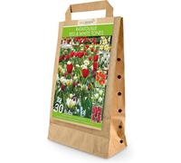 GreenBrokers Red And White Tones Ratatouille 30 Spring Flower Bulbs Bee Friendly Premium Dutch Bulbs With Eco Friendly Packaging