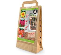 Greenbrokers Red Lasagne Mix 25 Spring Bulbs, Bee-Friendly