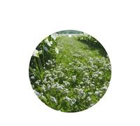 Greens And Flowers Pattern Car Air Fresheners 6 Pcs Round Shape Hanging Aromatherapy Tablets Scented Fresheners For Bedroom Bathroom
