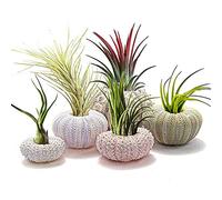 Greensen Pack of 5 Hanging Planters, Hanging Air Plant Holder, Hanging Shell Air Plant Showcase, Indoor and Outdoor Decoration for Wall (4-piece set)