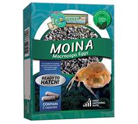 Greenwaterfarm Moina Macrocopa Eggs (Water Flea) Live Fish Food for Hatching and Culture, Suitable for Feed Betta Fish