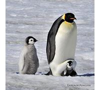 Greeting Card Emperor Penguins Animal Sound Christmas Singing Really Wild Cards XRWSN007