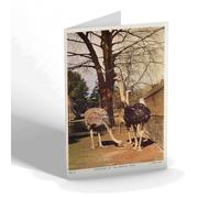 GREETING CARD - Vintage Bristol - Ostriches at the Bristol Zoo (b)