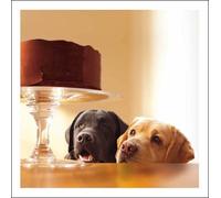 Greeting Card (WDM9677) - Blank/Birthday Card - Two Labradors - Forbidden Treasure