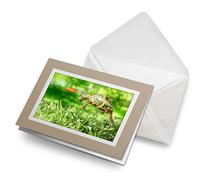 Greeting Cards Biege (Insert) - Tortoise Turtle Jumping Frisbee Blank Greetings Card Birthday Kids Party Boys Girls #14390