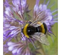 Greeting Sound Card By Really Wild Cards - Bumble Bee