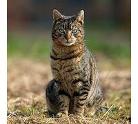 Greeting Sound Card By Really Wild Cards - Farm Cat