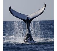 Greeting Sound Card by Really Wild Cards - Humpback Whale