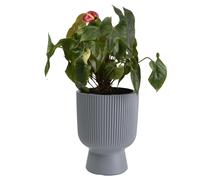 B2C Plant Pots Flower Planter 7 Colours 3 sizes Tall with insert Wavy Plastic Pot Boho Elegant Textured Cylindrical with base indoor/outdoor Modern (Grey, 24cm - 8.5L)