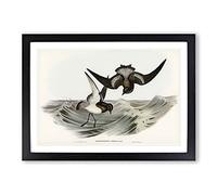 Grey-Backed Storm Petrel Birds by Elizabeth Gould Framed Print | A2 Black Framed Wall Art | Ready to Hang | Modern Landscape Picture | Living Room Bedroom Lounge Office