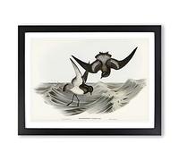 Grey Backed Storm Petrel Birds By Elizabeth Gould Vintage Framed Print | A2 Black Framed Wall Art | Ready to Hang | Classic Landscape Picture | Living Room Bedroom Lounge Office