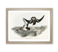 Grey Backed Storm Petrel Birds By Elizabeth Gould Vintage Framed Print | A4 Oak Framed Wall Art | Ready to Hang | Classic Landscape Picture | Living Room Bedroom Lounge Office