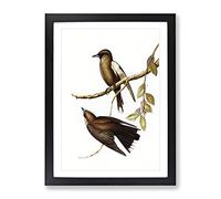Grey Breasted Wood Swallow Birds By Elizabeth Gould Vintage Framed Wall Art Print, Ready to Hang Picture for Living Room Bedroom Home Office Décor, Black A4 (34 x 25 cm)