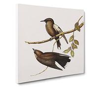 Grey breasted Wood swallows Bird by Elizabeth Gould Canvas Print | Gallery Wrapped 30mm Frame Wall Art | 20x20 inches | Ready to Hang | Retro Animals Picture | Living Room Bedroom Lounge Office