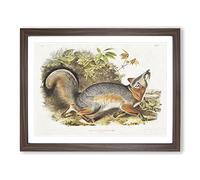 Grey Fox By John Woodhouse Audubon Vintage Framed Print | A4 Walnut Framed Wall Art | Ready to Hang | Classic Animal Picture | Living Room Bedroom Lounge Office