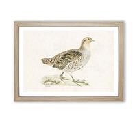 Grey Partridge by Von Wright Framed Print | A2 Oak Framed Wall Art | Ready to Hang | Modern Nature Picture | Living Room Bedroom Lounge Office