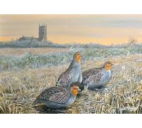 Grey partridge, frosty morning greeting card. Approaching danger by Dick Twinney