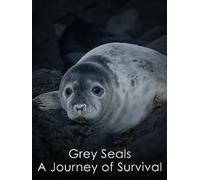Grey Seals: A Journey of Survival