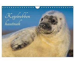 Grey seals up close UK-Version (Wall Calendar 2026 DIN A4 Landscape), CALVENDO 12 Month Wall Calendar