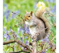 Grey Squirrel Wildlife Photography Greeting Card, 16 x 16 cm, Blank Inside