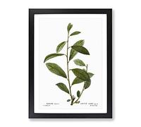Grey Willow Tree Branch By Pierre Joseph Redoute Vintage Framed Print | A4 Black Framed Wall Art | Ready to Hang | Classic Floral Picture | Living Room Bedroom Lounge Office