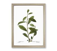 Grey Willow Tree Branch By Pierre Joseph Redoute Vintage Framed Wall Art Print, Ready to Hang Picture for Living Room Bedroom Home Office Décor, Oak A4 (34 x 25 cm)
