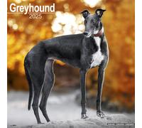 Greyhound 2025 Square Wall Calendar | Dog Breed Calendar the New