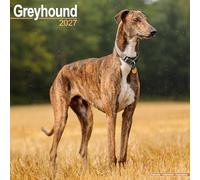 Greyhound 2027 Calendar | Square Wall Calendar | Dog Breed Gift | Plastic Free Packaging | by Avonside Publishing