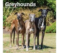 Greyhounds Monthly Square 2025 Wall Calendar, 30 x 61 cm, Plastic Free
