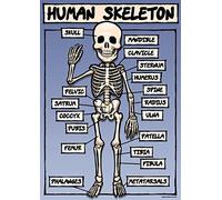Grindstore The Human Skeleton Mini Poster 32x44cm
