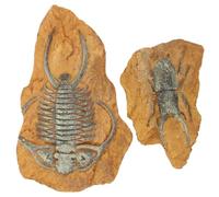 GRIRIW Diy Terrarium Decor Fossil Ornaments for Crawling Landscape Reptile Decor for Home