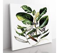 Griselinia Lucida Flowers by Sarah Featon Vintage Canvas Wall Art Print Ready to Hang, Framed Picture for Living Room Bedroom Home Office Décor, 50x50 cm (20x20 Inch)