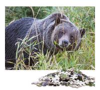 Grizzly Bear Canada Puzzles for Adults 500 Pieces Puzzle Jigsaws for Adults Home Decoration Puzzle Toys 500pcs (52x38cm)
