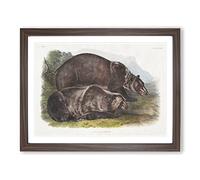 Grizzly Bears By John Woodhouse Audubon Vintage Framed Print | A4 Walnut Framed Wall Art | Ready to Hang | Classic Animal Picture | Living Room Bedroom Lounge Office
