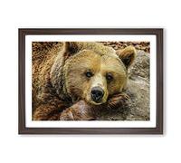 Grizzly Brown Bear Framed Print | A2 Walnut Framed Wall Art | Ready to Hang | Modern Animal Picture | Living Room Bedroom Lounge Office