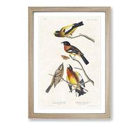 Grosbeak Birds by John James Audubon Framed Print | A2 Oak Framed Wall Art | Ready to Hang | Modern Nature Picture | Living Room Bedroom Lounge Office