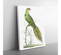 Ground Parrot By George Shaw Vintage Canvas Wall Art Print Ready to Hang, Framed Picture for Living Room Bedroom Home Office Décor, 76x50 cm (30x20 Inch)