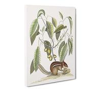 Ground Squirrel By Mark Catesby Vintage Canvas Wall Art Print Ready to Hang, Framed Picture for Living Room Bedroom Home Office Décor, 20x14 Inch (50x35 cm)