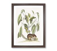 Ground Squirrel By Mark Catesby Vintage Framed Wall Art Print, Ready to Hang Picture for Living Room Bedroom Home Office Décor, Walnut A2 (64 x 46 cm)