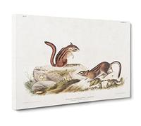 Ground Squirrels By John Woodhouse Audubon Vintage Canvas Wall Art Print Ready to Hang, Framed Picture for Living Room Bedroom Home Office Décor, 30x20 Inch (76x50 cm)
